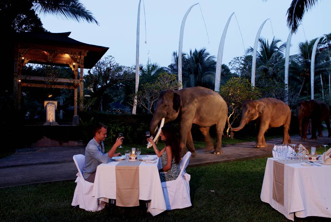 elephant night ride bali tours
